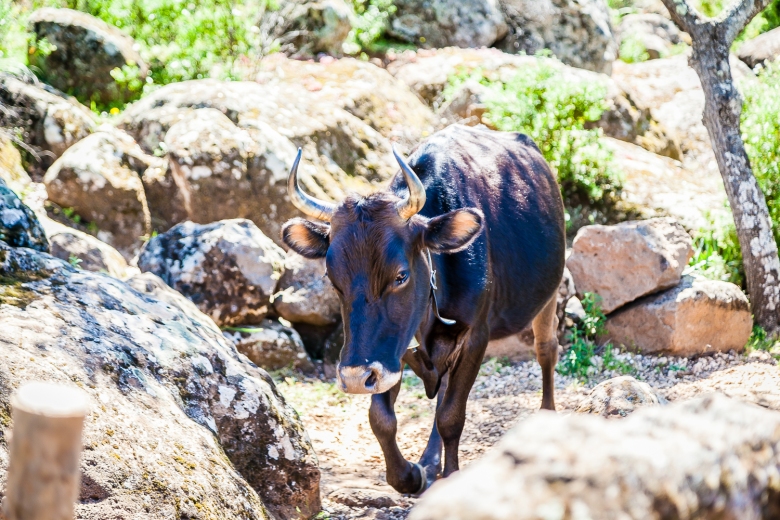 Cattle near As Piscinas “the pools” in Sardinia, Italy