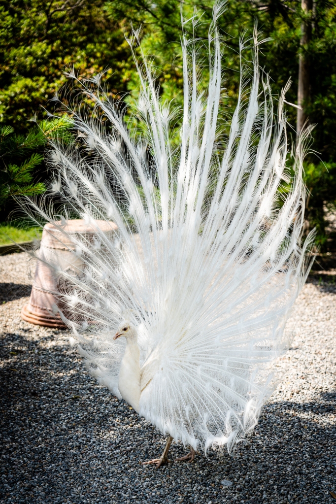 White Peacock of Isola Bella