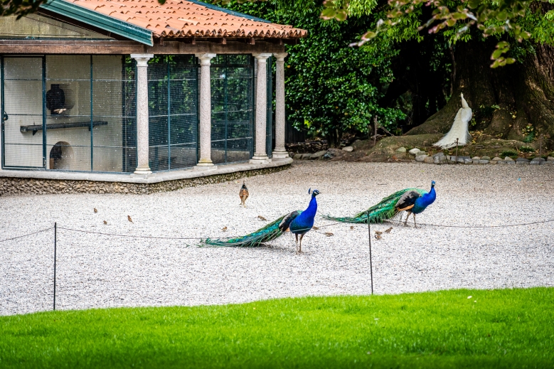 Peacocks of Isola Madre, Lake Maggiore, Italy.