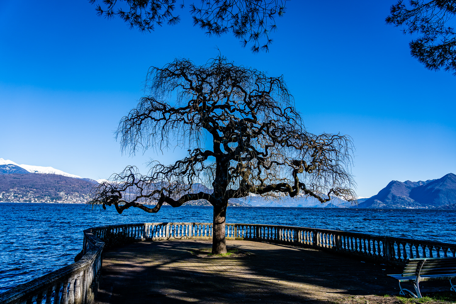 Pictures of Italy Lungolago di Stresa trees